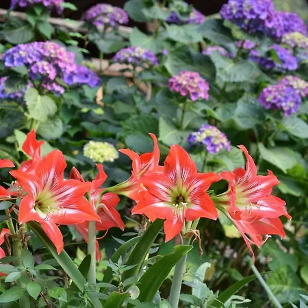 Dolce Casa سورينتو